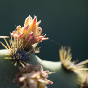 Upclose macro shot of cacti